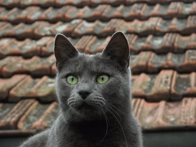 淡蓝色的猫在棕色的屋顶上
